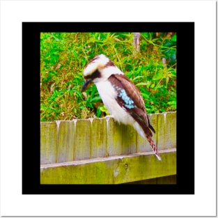 The Kookaburra ! Posters and Art